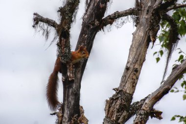 Ölü bir ağacın üzerinde oturan Avrasya kırmızı sincabı (Sciurus vulgaris).