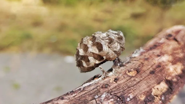 Pequeñas Avispas Anidan Colgando Pedazo Madera — Foto de Stock