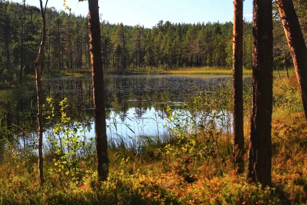 Plan Rétroéclairé Petit Lac Dans Réserve Naturelle Suédoise Borup — Photo