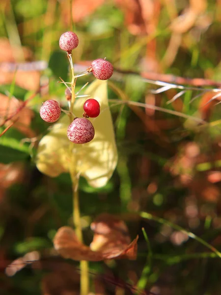Owoce Lilii Majowej Maianthemum Bifolium — Zdjęcie stockowe