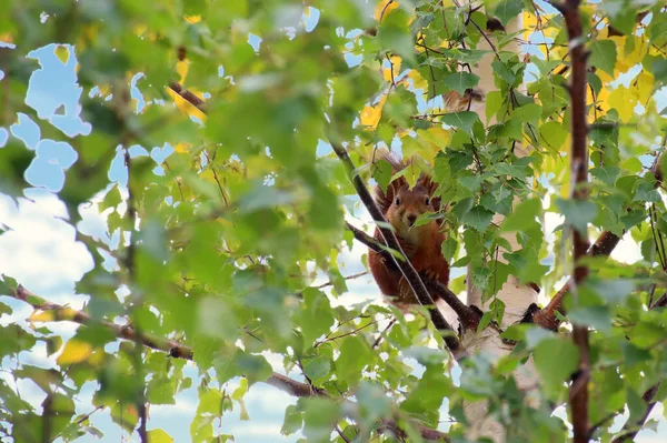 欧亚红松鼠 Sciurus Vulgaris 藏在茂密的桦树下 — 图库照片