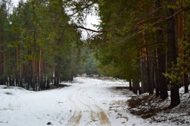 Ormanda sakin bir kış günü. Kenarlarında uzun yeşil çam ağaçları, aralarında karda bir orman yolu var..