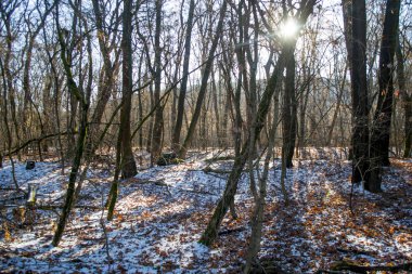 Başı ağaçlarla kaplı ve zemini karla kaplı kış ormanı. Güneş, kış ormanındaki çıplak ağaçların dallarını delip geçer. Soğuk ve güneşli bir gün