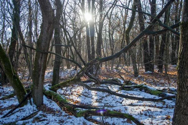 Forêt Hiver Avec Pommiers Sol Couvert Neige Soleil Brise Travers — Photo