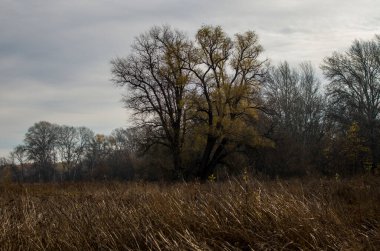 Kasvetli bir gökyüzüne karşı yapayalnız bir ağaç. Bahar manzarası, kötü hava ve muazzam bir ağaç.