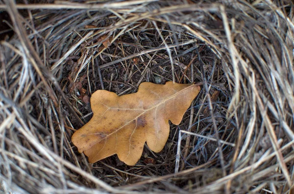 Last Year Oak Leaf Filmed Lying Bird Nest Concept Empty — Stock Photo, Image