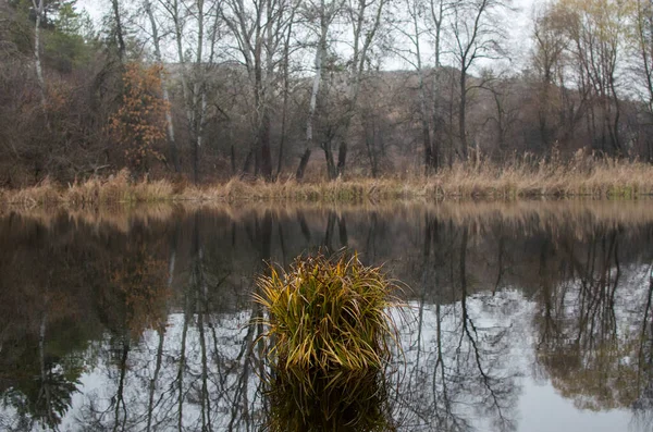 Lago Del Bosque Paisaje Otoño Tussock Con Hierba Medio Del — Foto de Stock