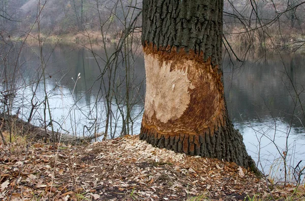 Uma Árvore Roída Por Castor Casca Madeira Danificadas Trabalho Castor Fotografias De Stock Royalty-Free