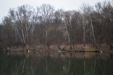 Sonbahar Gölü. Düşmüş yaprakları olan çıplak ağaçlarla dolu bir kumsal. Açık ağaç gövdeleri koyu bir arkaplanda göze çarpar