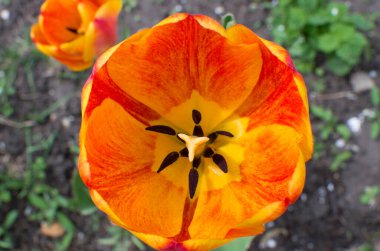 Çiçek açan turuncu lalenin açık kafası. Pistil ve stamens ile, yakın plan.