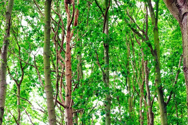 Los Bosques Rspb Minsmere Condado Inglés Suffolk Reino Unido — Foto de Stock