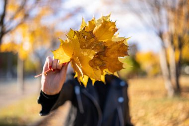 Çok renkli akçaağaç yaprakları çimlerin üzerinde yatar. Sonbahar parkı. Arka plan grubu sonbahar portakal yaprakları. Islak sonbahar yapraklarından dökülen yapraklar. Açık havada. Düşen sonbahar yapraklarının renkli arkaplan resmi
