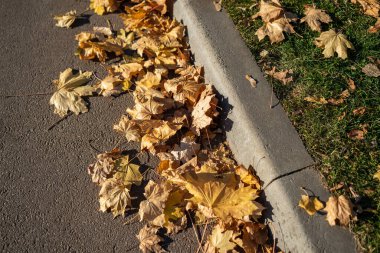 Çok renkli akçaağaç yaprakları çimlerin üzerinde yatar. Sonbahar parkı. Arka plan grubu sonbahar portakal yaprakları. Islak sonbahar yapraklarından dökülen yapraklar. Açık havada. Düşen sonbahar yapraklarının renkli arkaplan resmi