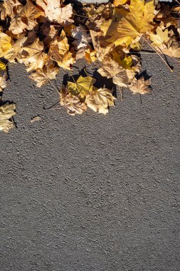 Çok renkli akçaağaç yaprakları çimlerin üzerinde yatar. Sonbahar parkı. Arka plan grubu sonbahar portakal yaprakları. Islak sonbahar yapraklarından dökülen yapraklar. Açık havada. Düşen sonbahar yapraklarının renkli arkaplan resmi