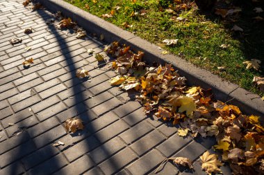Çok renkli akçaağaç yaprakları çimlerin üzerinde yatar. Sonbahar parkı. Arka plan grubu sonbahar portakal yaprakları. Islak sonbahar yapraklarından dökülen yapraklar. Açık havada. Düşen sonbahar yapraklarının renkli arkaplan resmi