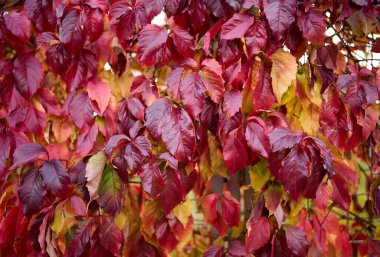 Hint yazında Partenocissus quinquefolia 'nın güzel kırmızı yaprakları. Sonbahar arkaplanı. Arka plan, sonbaharın dokusu Partenocissus 'un parlak renkli yaprakları.