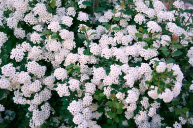 Bush Vanhoutte spirea. Bahar çiçekli bir sürü beyaz çalı - Spirea, genel manzara. Ayrıca Reeve 's spiraea, Bridalçelenk spirea, Meadowsweet, Double White May veya May Bush olarak da bilinir..