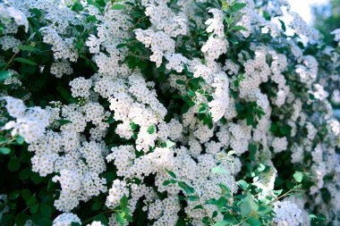 Bush Vanhoutte spirea. Bahar çiçekli bir sürü beyaz çalı - Spirea, genel manzara. Ayrıca Reeve 's spiraea, Bridalçelenk spirea, Meadowsweet, Double White May veya May Bush olarak da bilinir..