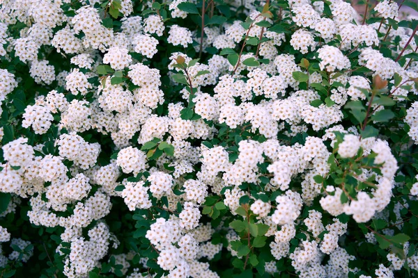 Bush Vanhoutte Spirea Jarní Kvetoucí Keř Mnoha Bílými Květy Spirea — Stock fotografie