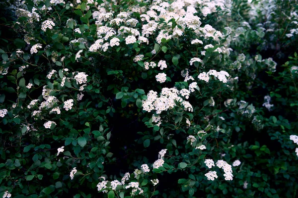 Bush Vanhoutte spirea. Bahar çiçekli bir sürü beyaz çalı - Spirea, genel manzara. Ayrıca Reeve 's spiraea, Bridalçelenk spirea, Meadowsweet, Double White May veya May Bush olarak da bilinir..