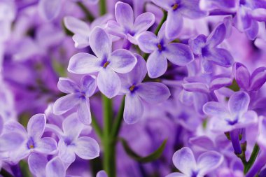 Güzel leylak çiçekleri. Çiçekli leylak çalısı ve narin bir çiçek. Çalıların üzerinde mor leylak çiçeği. Leylak çiçekli dallar. Leylak ağacının dalında büyük leylak çiçekleri var..