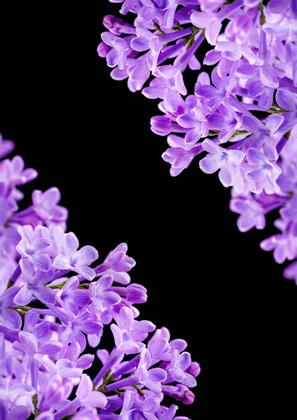 Vackra Syrenblommor Blommande Syrenbuske Med Späd Liten Blomma Lila Lila — Stockfoto