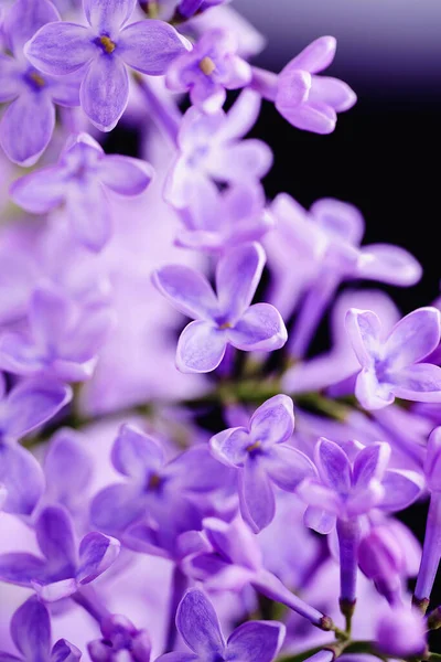 Vackra Syrenblommor Blommande Syrenbuske Med Späd Liten Blomma Lila Lila — Stockfoto