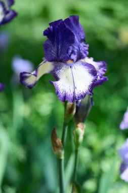 Çiçek irisleri- doğal bahar güneşli arka plan. Bahçedeki güzel iris çiçekleri.