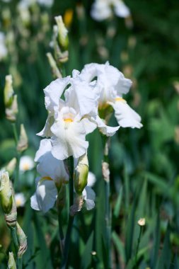 Çiçek irisleri- doğal bahar güneşli arka plan. Bahçedeki güzel iris çiçekleri.
