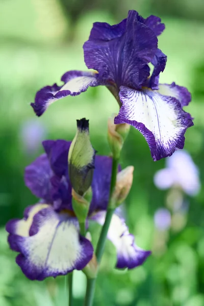 Iris Fleuris Nature Printemps Ensoleillé Fond Belles Fleurs Iris Dans — Photo