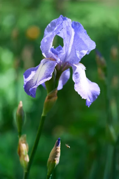 Çiçek Irisleri Doğal Bahar Güneşli Arka Plan Bahçedeki Güzel Iris — Stok fotoğraf