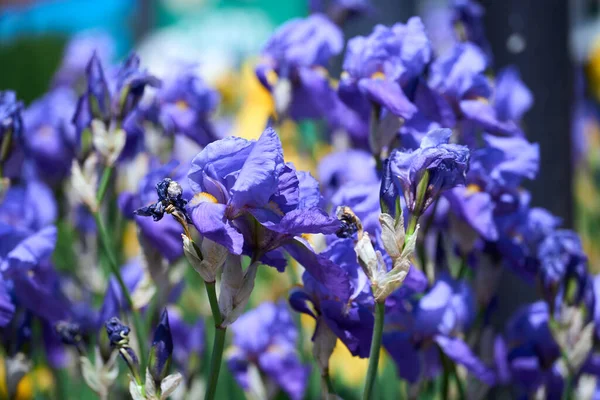 Iris Fleuris Nature Printemps Ensoleillé Fond Belles Fleurs Iris Dans — Photo