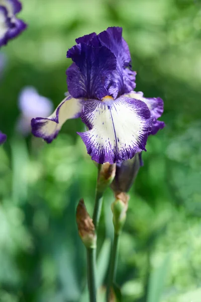 Iris Fleuris Nature Printemps Ensoleillé Fond Belles Fleurs Iris Dans — Photo