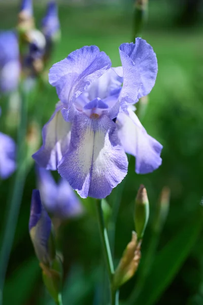 Iris Fleuris Nature Printemps Ensoleillé Fond Belles Fleurs Iris Dans — Photo