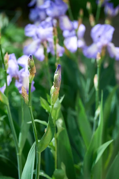 Iris Fleuris Nature Printemps Ensoleillé Fond Belles Fleurs Iris Dans — Photo