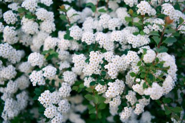 Bush Vanhoutte spirea. Bahar çiçekli bir sürü beyaz çalı - Spirea, genel manzara. Ayrıca Reeve 's spiraea, Bridalçelenk spirea, Meadowsweet, Double White May veya May Bush olarak da bilinir..