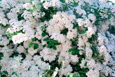 Bush Vanhoutte spirea. Bahar çiçekli bir sürü beyaz çalı - Spirea, genel manzara. Ayrıca Reeve 's spiraea, Bridalçelenk spirea, Meadowsweet, Double White May veya May Bush olarak da bilinir..