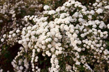 Bush Vanhoutte spirea. Bahar çiçekli bir sürü beyaz çalı - Spirea, genel manzara. Ayrıca Reeve 's spiraea, Bridalçelenk spirea, Meadowsweet, Double White May veya May Bush olarak da bilinir..
