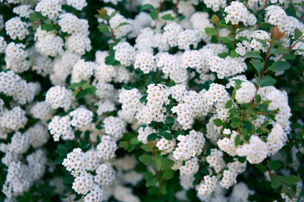 Bush Vanhoutte spirea. Bahar çiçekli bir sürü beyaz çalı - Spirea, genel manzara. Ayrıca Reeve 's spiraea, Bridalçelenk spirea, Meadowsweet, Double White May veya May Bush olarak da bilinir..