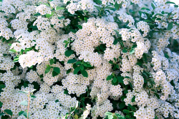 Bush Vanhoutte Spirea Jarní Kvetoucí Keř Mnoha Bílými Květy Spirea — Stock fotografie