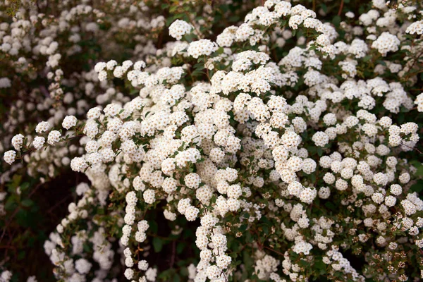 Bush Vanhoutte Spirea Arbusto Florescente Primavera Com Muitas Flores Brancas — Fotografia de Stock