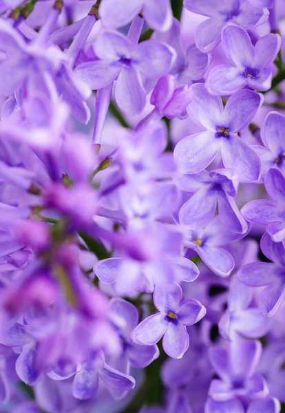 Güzel leylak çiçekleri. Çiçekli leylak çalısı ve narin bir çiçek. Çalıların üzerinde mor leylak çiçeği. Leylak çiçekli dallar. Leylak ağacının dalında büyük leylak çiçekleri var.. 