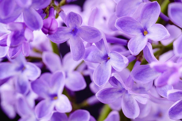 Güzel leylak çiçekleri. Çiçekli leylak çalısı ve narin bir çiçek. Çalıların üzerinde mor leylak çiçeği. Leylak çiçekli dallar. Leylak ağacının dalında büyük leylak çiçekleri var.. 