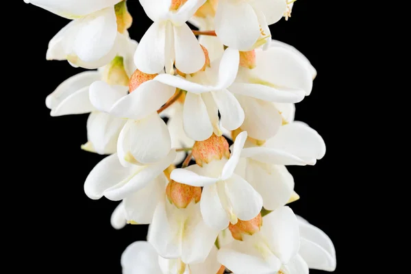 Ramo Florescente Falsa Acácia Sobre Fundo Branco Aglomerados Florescentes Acácia — Fotografia de Stock