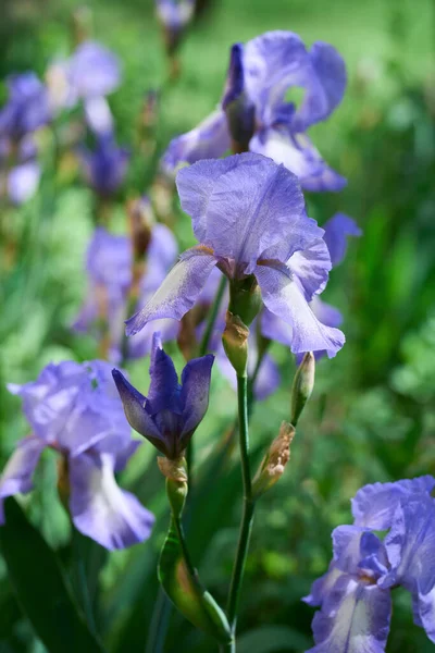 Kwiat Irysy Natura Wiosna Słoneczne Tło Piękne Kwiaty Tęczówki Ogrodzie — Zdjęcie stockowe