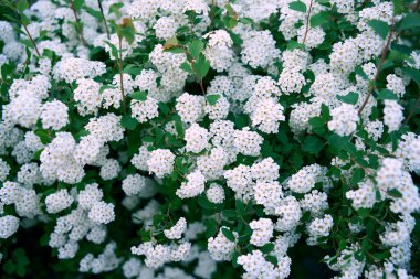 Bush Vanhoutte spirea. Bahar çiçekli bir sürü beyaz çalı - Spirea, genel manzara. Ayrıca Reeve 's spiraea, Bridalçelenk spirea, Meadowsweet, Double White May veya May Bush olarak da bilinir..