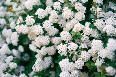 Bush Vanhoutte spirea. Bahar çiçekli bir sürü beyaz çalı - Spirea, genel manzara. Ayrıca Reeve 's spiraea, Bridalçelenk spirea, Meadowsweet, Double White May veya May Bush olarak da bilinir..