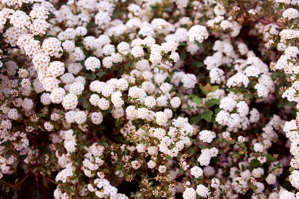 Bush Vanhoutte Spirea Spring Blooming Shrub Many White Flowers Spirea — Stock Photo, Image
