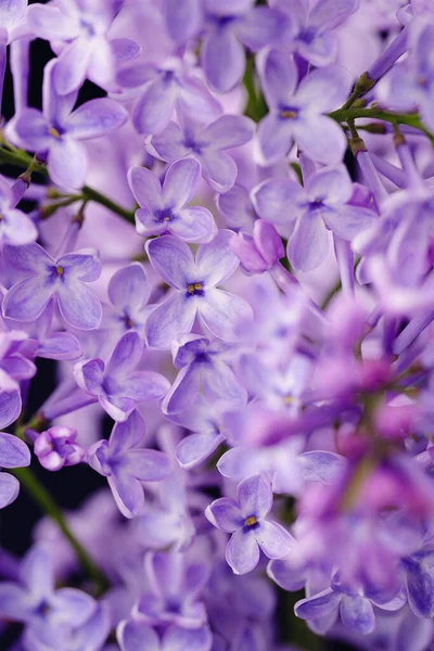Piękne Liliowe Kwiaty Kwitnący Liliowy Krzak Delikatnym Kwiatuszkiem Fioletowy Liliowy — Zdjęcie stockowe