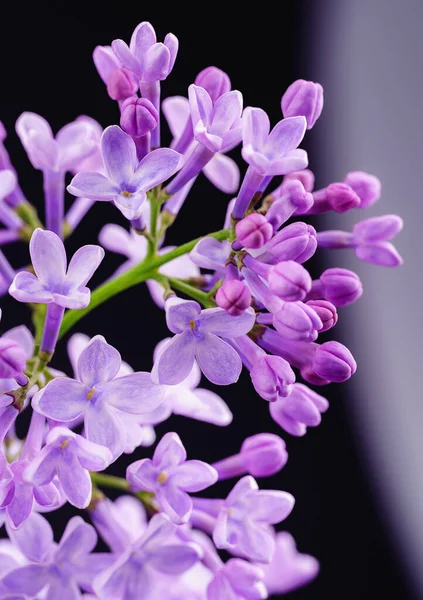 Lindas Flores Lilás Arbusto Lilás Florescente Com Flor Minúscula Concurso — Fotografia de Stock